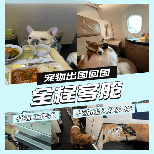 淮北市宠物托运到白俄罗斯宠物入境规定和要求